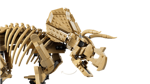 lego-jurassic-world-77985-fossili-di-dinosauro-triceratopo