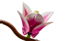 lego-botanicals-11510-rametti-di-magnolia
