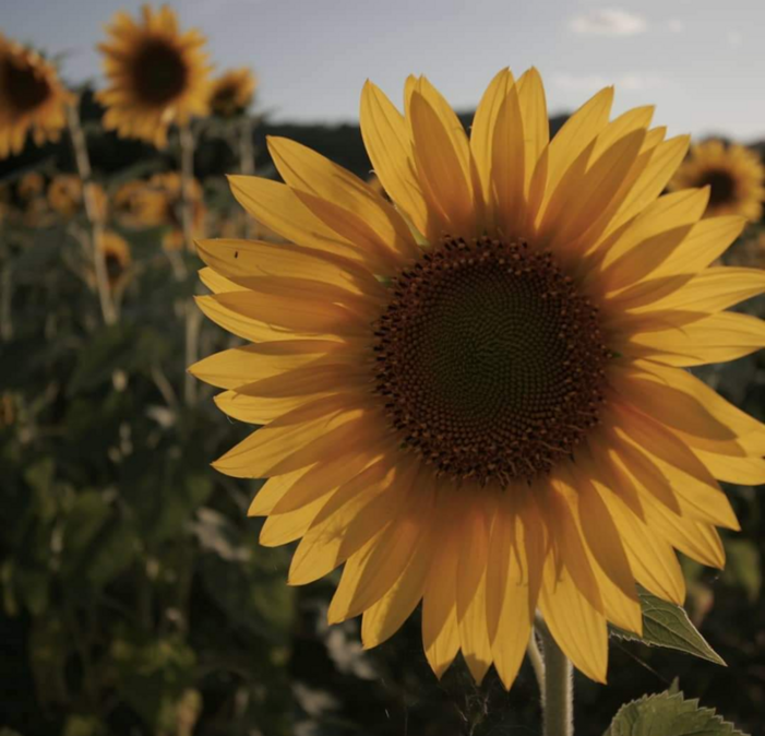 girasoli