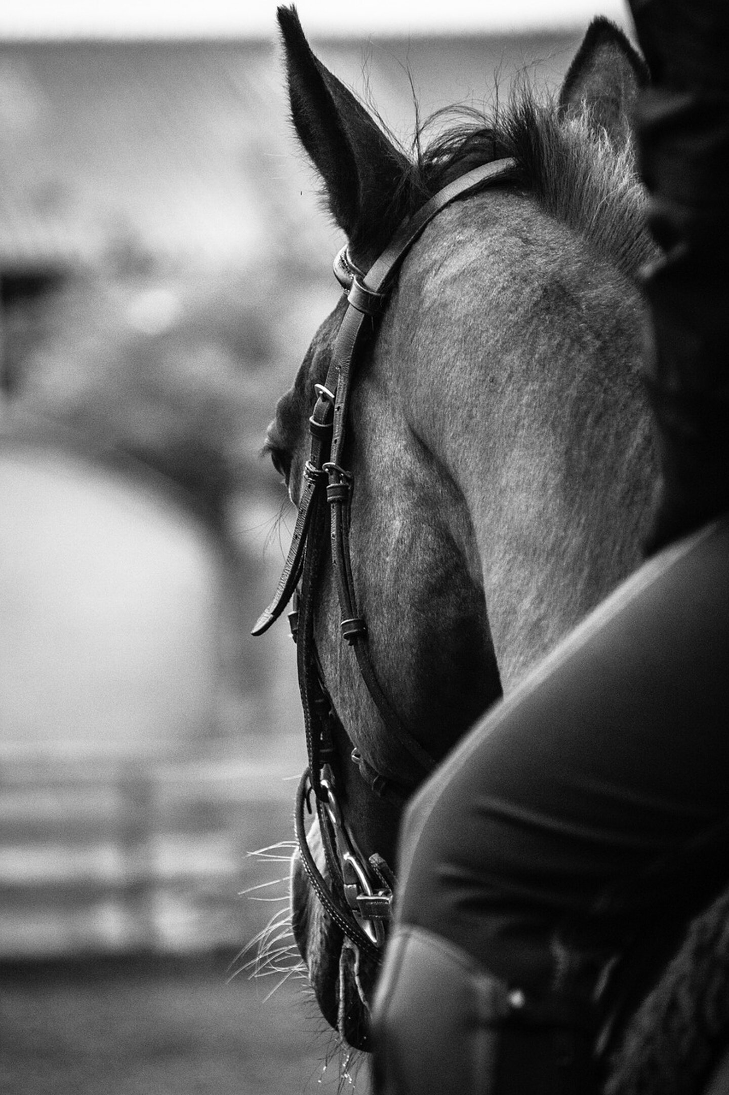 cavallo (orecchie).jpeg