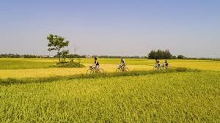 risaie in bici.jpeg