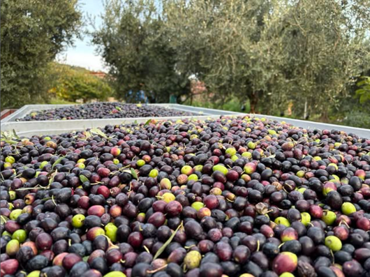 olive cassoni