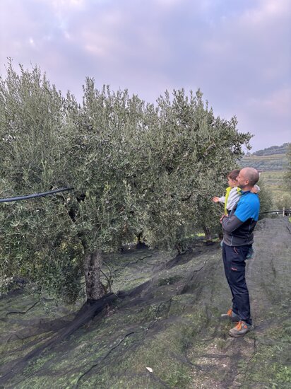 Uliveto nella Valle di Mezzane