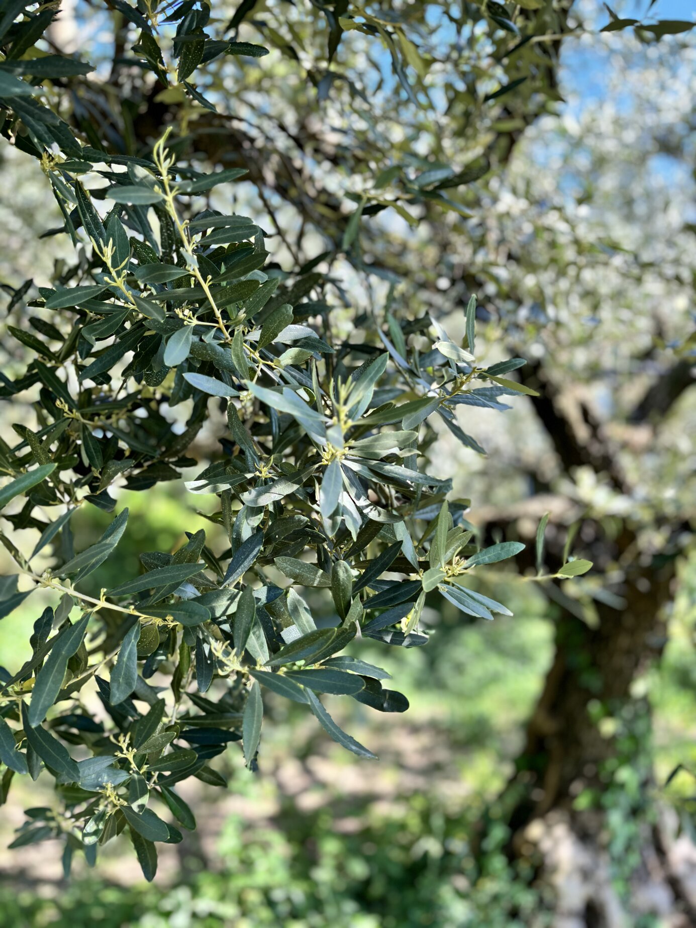 Ulivi nella Valle di Mezzane, Verona