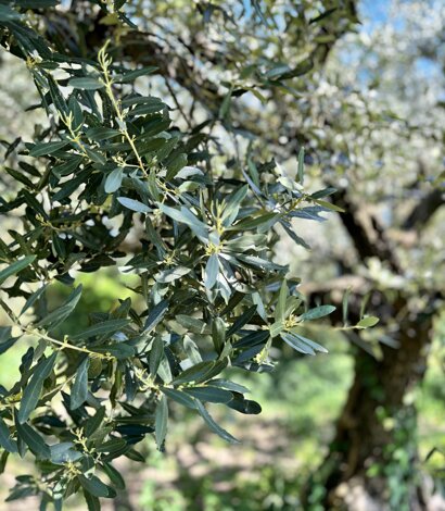 Ulivi nella Valle di Mezzane, Verona