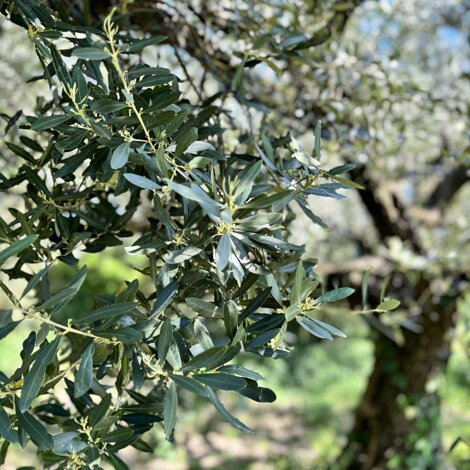 Ulivi nella Valle di Mezzane, Verona
