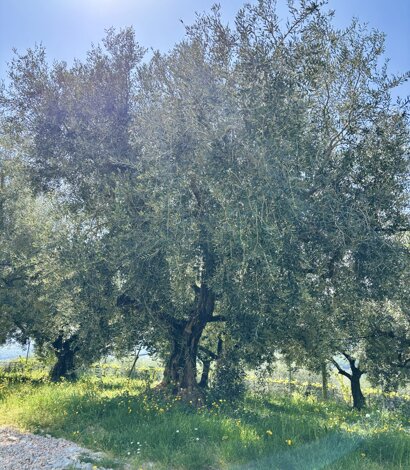 Ulivi nella Valle di Mezzane, Verona