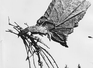 Quinto Ghermandi insieme alle sue sculture ritratto dal fotografo tedesco Erhard Wehrmann.