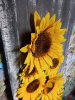 the-sunflowers