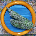squadrillo-sarcodonte