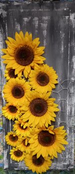 the-sunflowers