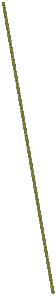 fascia obliqua verde 2