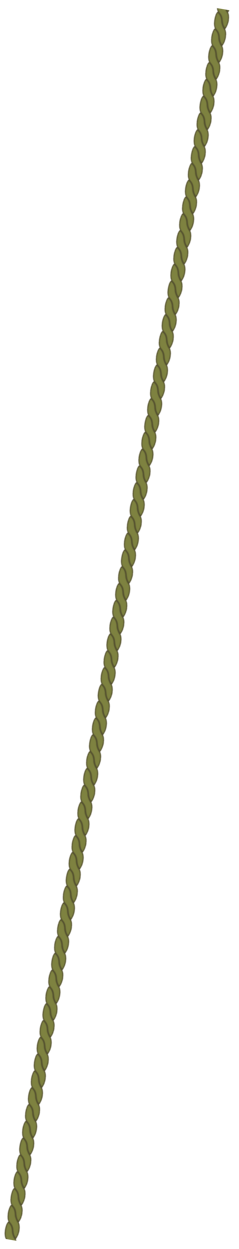 fascia obliqua verde