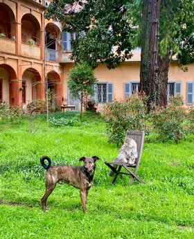 I nostri amici animali