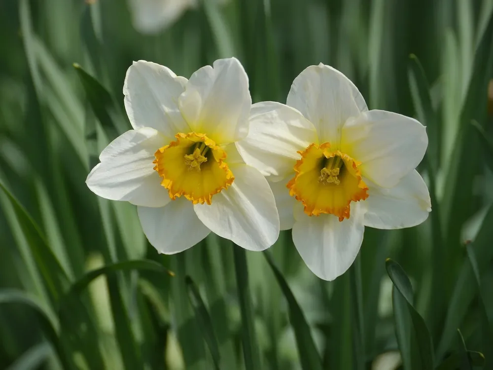 narciso1 narciso1