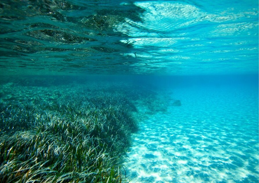 posidonia-6.jpeg