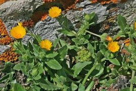 calendula images (14).jpeg