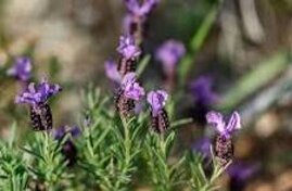 lavanda download (1).jpeg