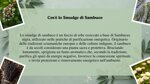 smudge-di-sambuco