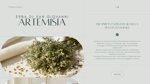 smudge-artemisia-e-lavanda