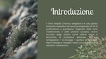 smudge-di-timo-serpillo