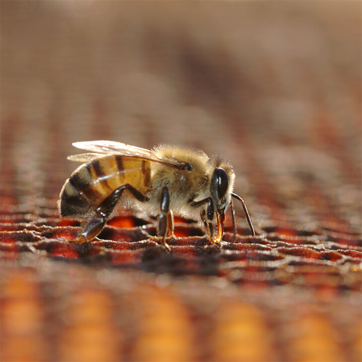 detailed-bee-view (1).jpeg