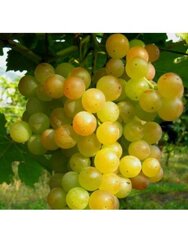 moscato-giallo.jpeg