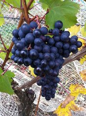 dolcetto.jpeg