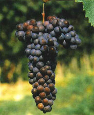 grignolino.jpeg