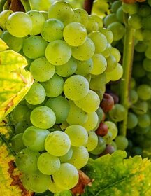 viognier.jpeg