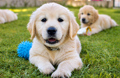 Cucciolo Golden Retriever | Emma's Family | Educazione cinofila