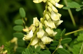 é»èª1.webp