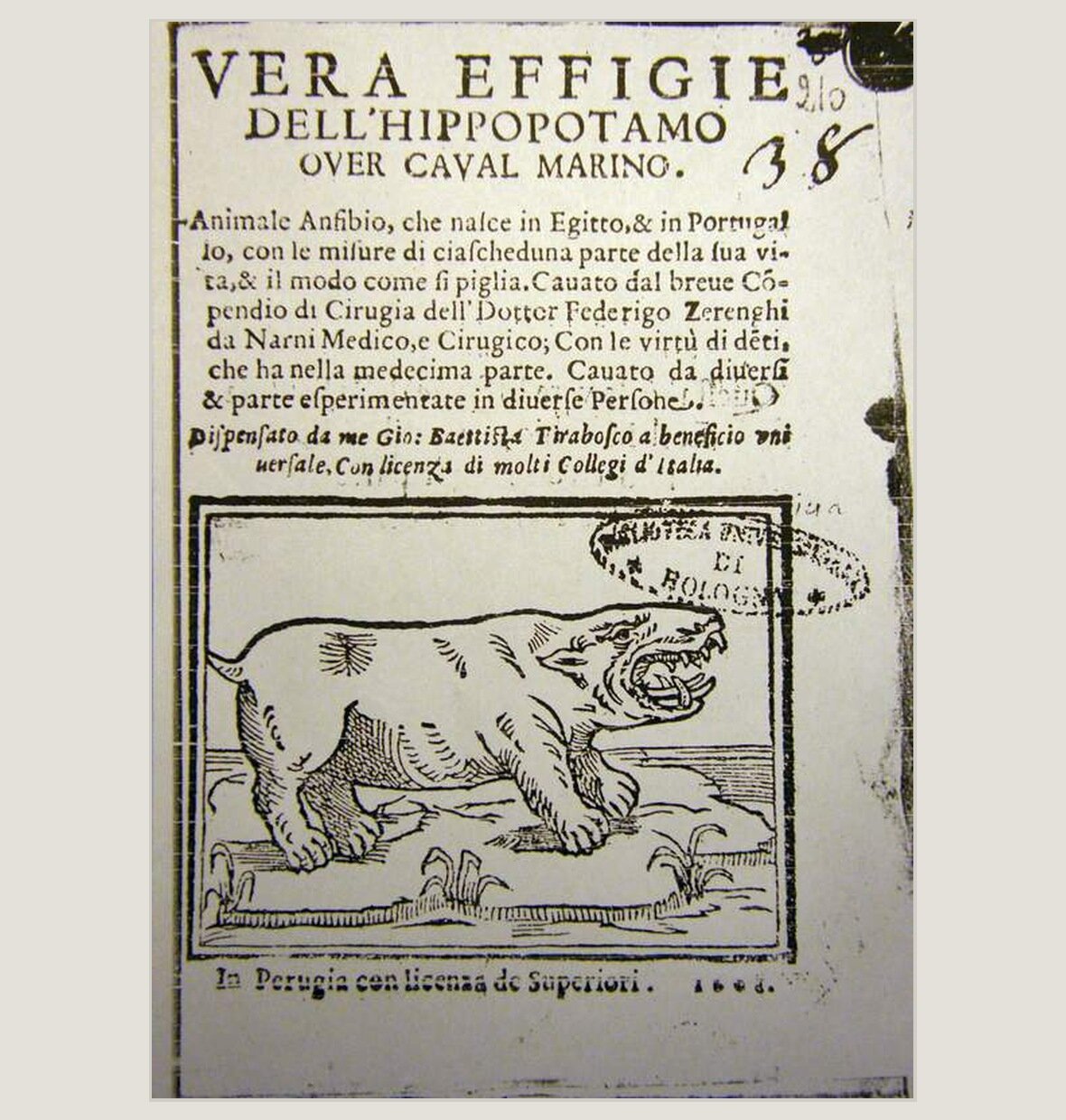 figura_6_ippopotamo.jpeg