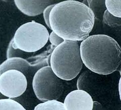 saccharomice_cerevisiae.jpeg