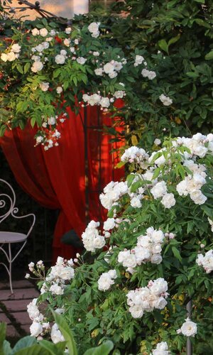 rosanna_castrini_garden_design-002-2.jpeg rosanna_castrini_garden_design-002-2.jpeg