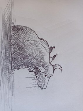 bufalo.jpeg bufalo.jpeg
