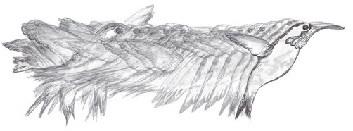 colibrì.jpeg colibrì.jpeg