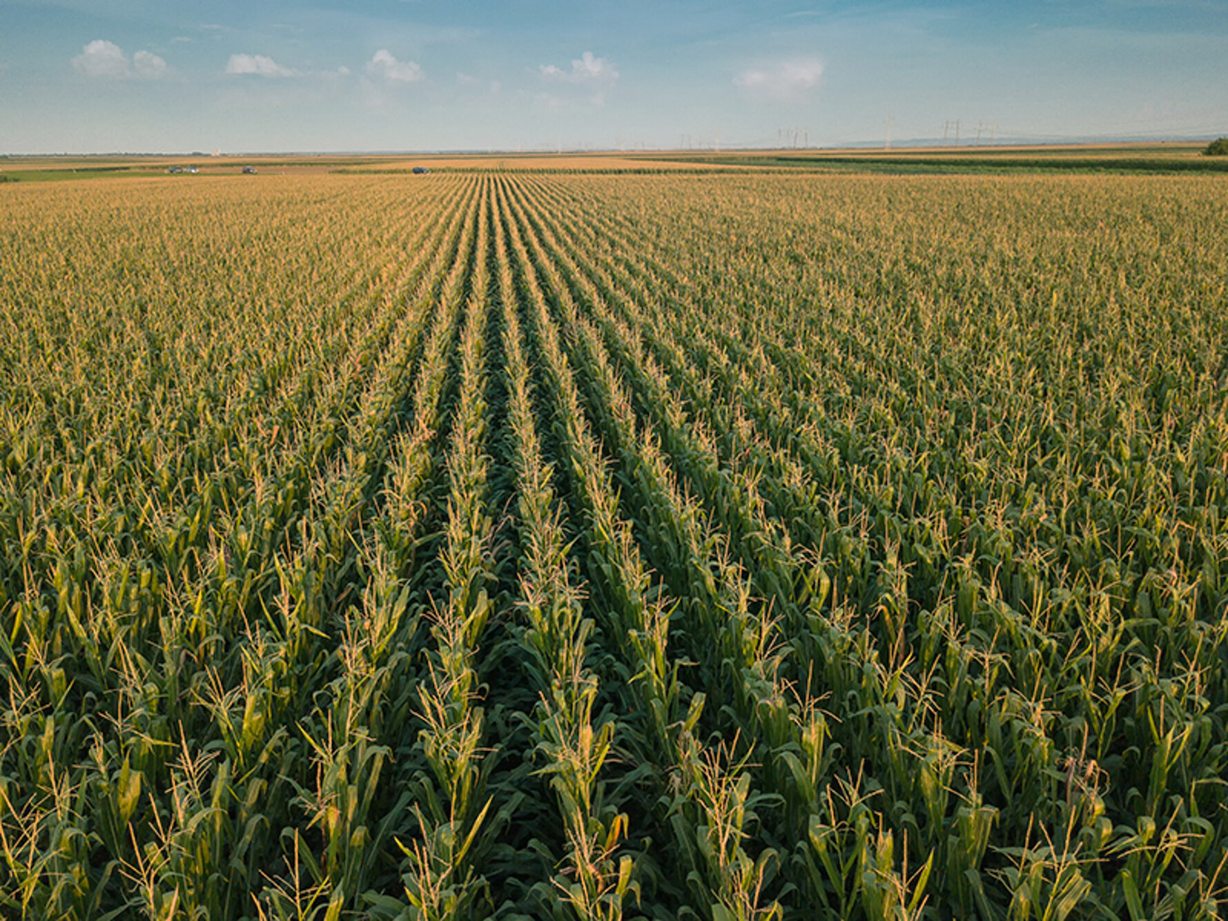 mais-la-difesa-da-piralide-e-diabrotica-con-gli-strumenti-digitali-agricolus.jpeg mais-la-difesa-da-piralide-e-diabrotica-con-gli-strumenti-digitali-agricolus.jpeg