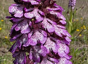 anacamptis%20morio%20-%20apocromia.jpeg anacamptis%20morio%20-%20apocromia.jpeg