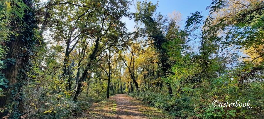 20251105_103802 - copia.jpeg 20251105_103802 - copia.jpeg