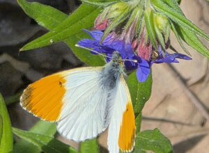 narcissus%20poeticus.jpeg narcissus%20poeticus.jpeg