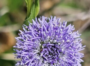 viburnum%20lantana.jpeg viburnum%20lantana.jpeg