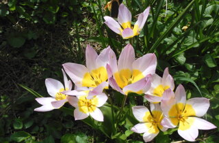 tulipa%20saxatilis%20260402-70%20(4).jpeg