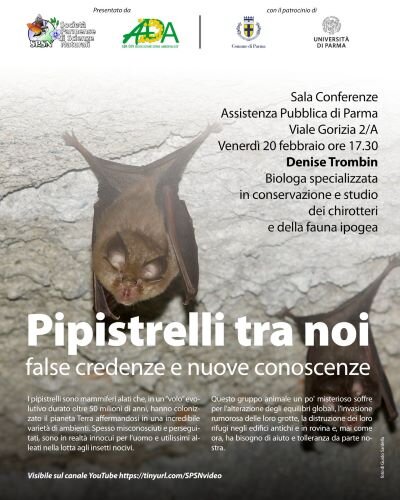 pipistrelli tra noi.jpeg