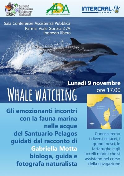whale watching 400x566.jpeg
