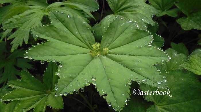 alchemilla taa 700x394.jpeg alchemilla taa 700x394.jpeg