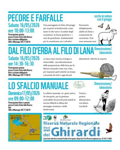 pecora lana sfalcio.jpeg