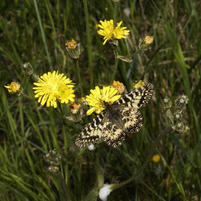 ozzano-riccò 2026-04-18 0065_1.jpeg