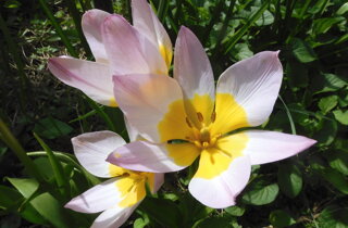 barlia robertiana 2.jpeg