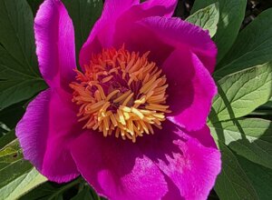 paeonia%20officinalis%20(4).jpeg
